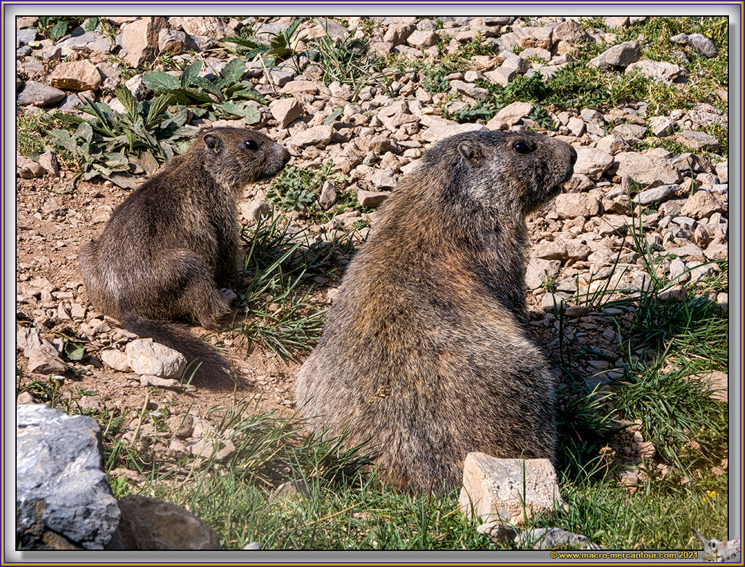 MARMOTTES